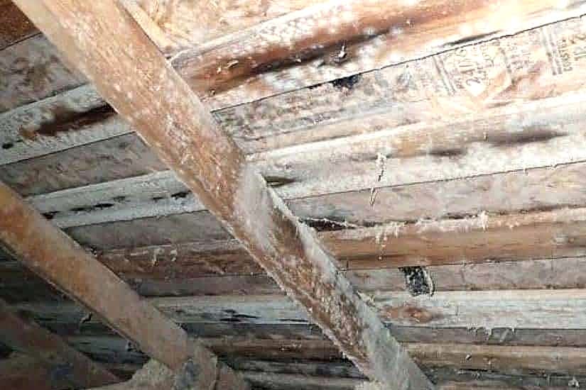 Ahşapta Küflenme Neden Oluşur?